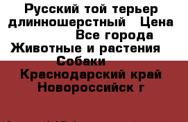 Русский той-терьер длинношерстный › Цена ­ 7 000 - Все города Животные и растения » Собаки   . Краснодарский край,Новороссийск г.